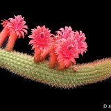 Borzicactus